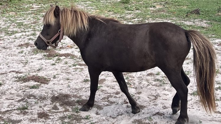 Is this your pony? Pasco deputies are trying to find his owner
