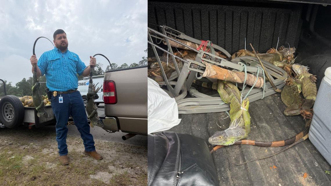 Polk County traffic stop leads to the recovery of 13 live, zip-tied iguanas