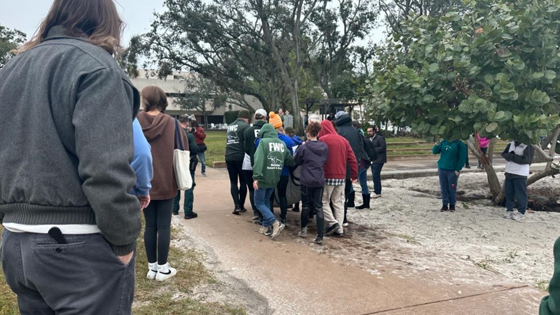 Manatee affected by chilly stress rescued in St. Pete