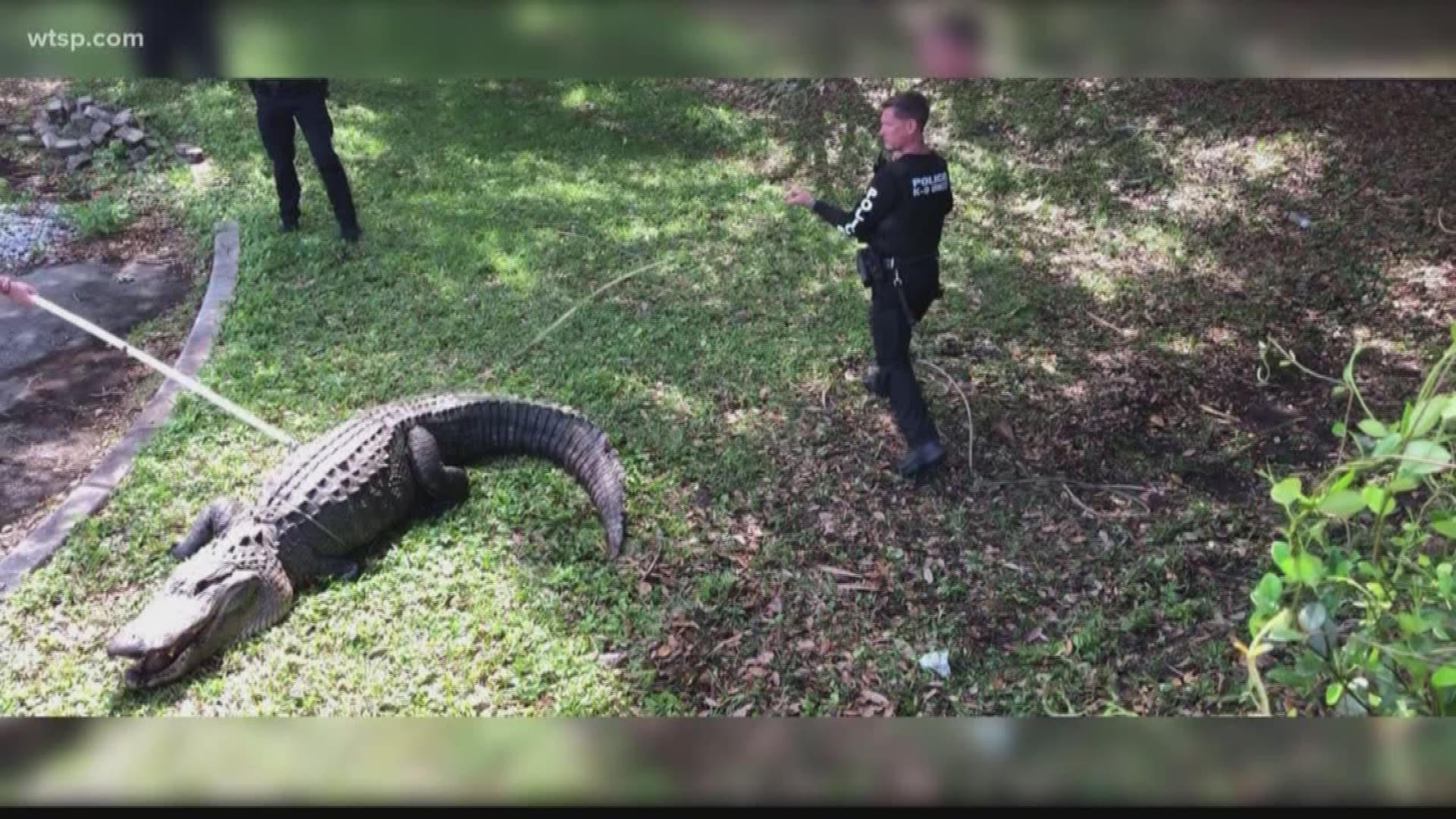 Police in Florida recently came face-to-face with an alligator thought to be more than 100 years old. That means Woodrow Wilson would have been president when the gator started wandering around the Sunshine State.

The nearly 12-foot-long gator weighs more than 750 pounds.