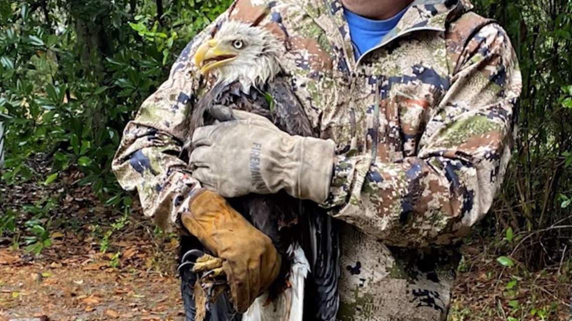 FWC: Bald eagle rescued after crashing down to ground | wtsp.com