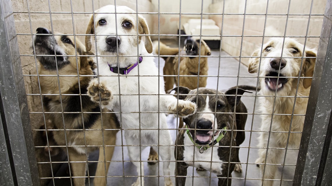 Dog-related virus affects Pasco County Animal Services | wtsp.com