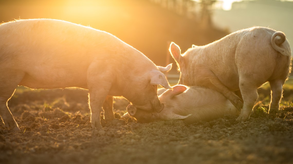 Iowa woman charged after 1,000 pigs found dead at site Iowa woman charged after 1,000 pigs found dead at site