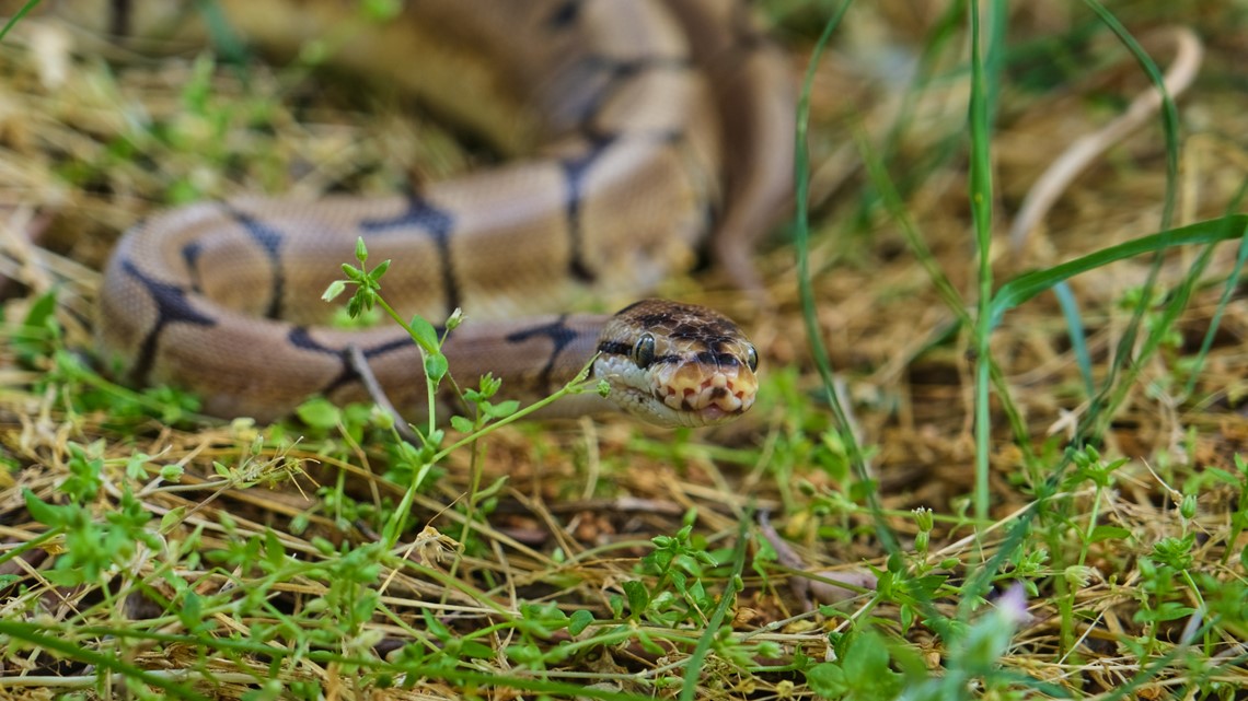 Tampa man spots python while taking out dogs for a walk - Vimarsana News