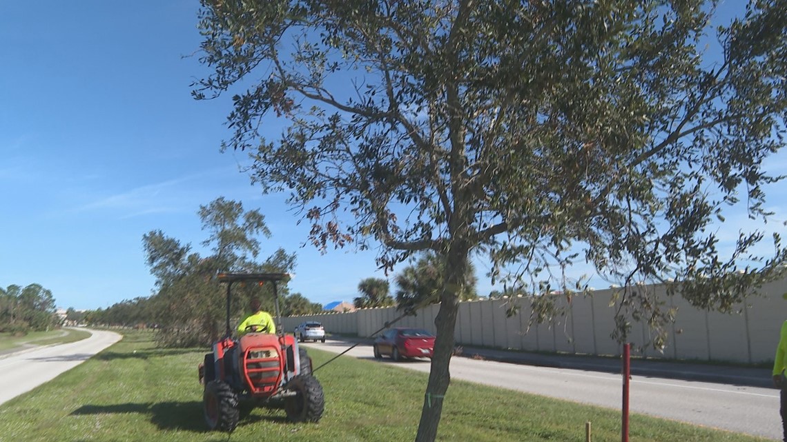 Sarasota County hopes to save hundreds of toppled young trees - Vimarsana News