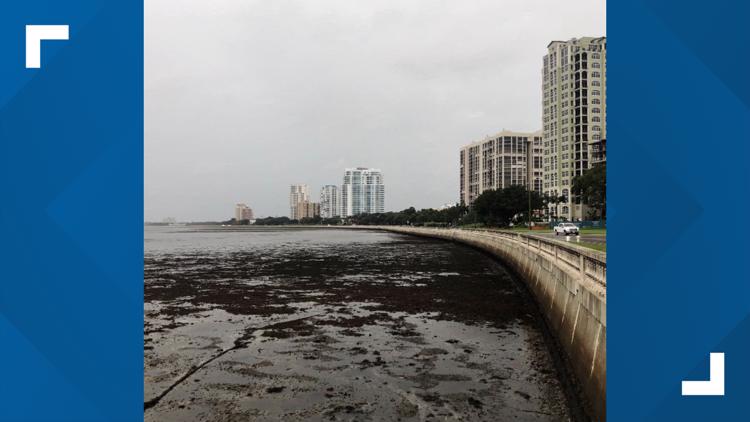 Why the Tampa Bay area saw a reverse storm surge during Hurricane Ian