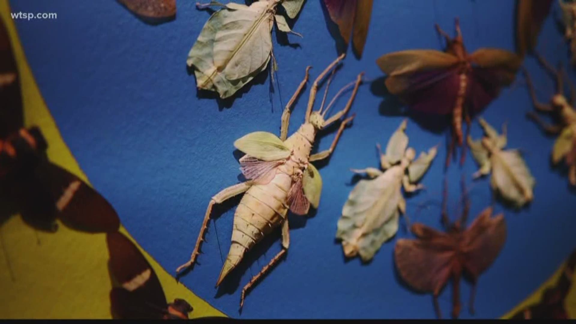 Artist Jennifer Angus has a new installation of nearly 5,000 insects at the Museum of Fine Arts St. Petersburg.