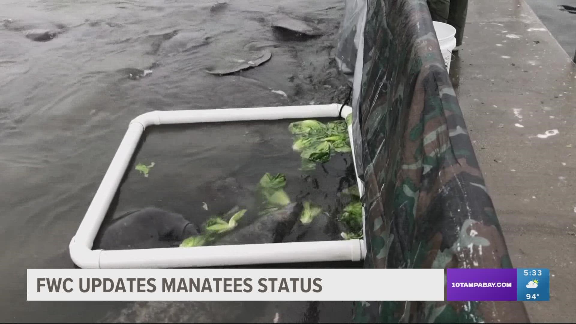 The FWC is urging anybody who sees a manatee in distress to call 1-888-404-3922.