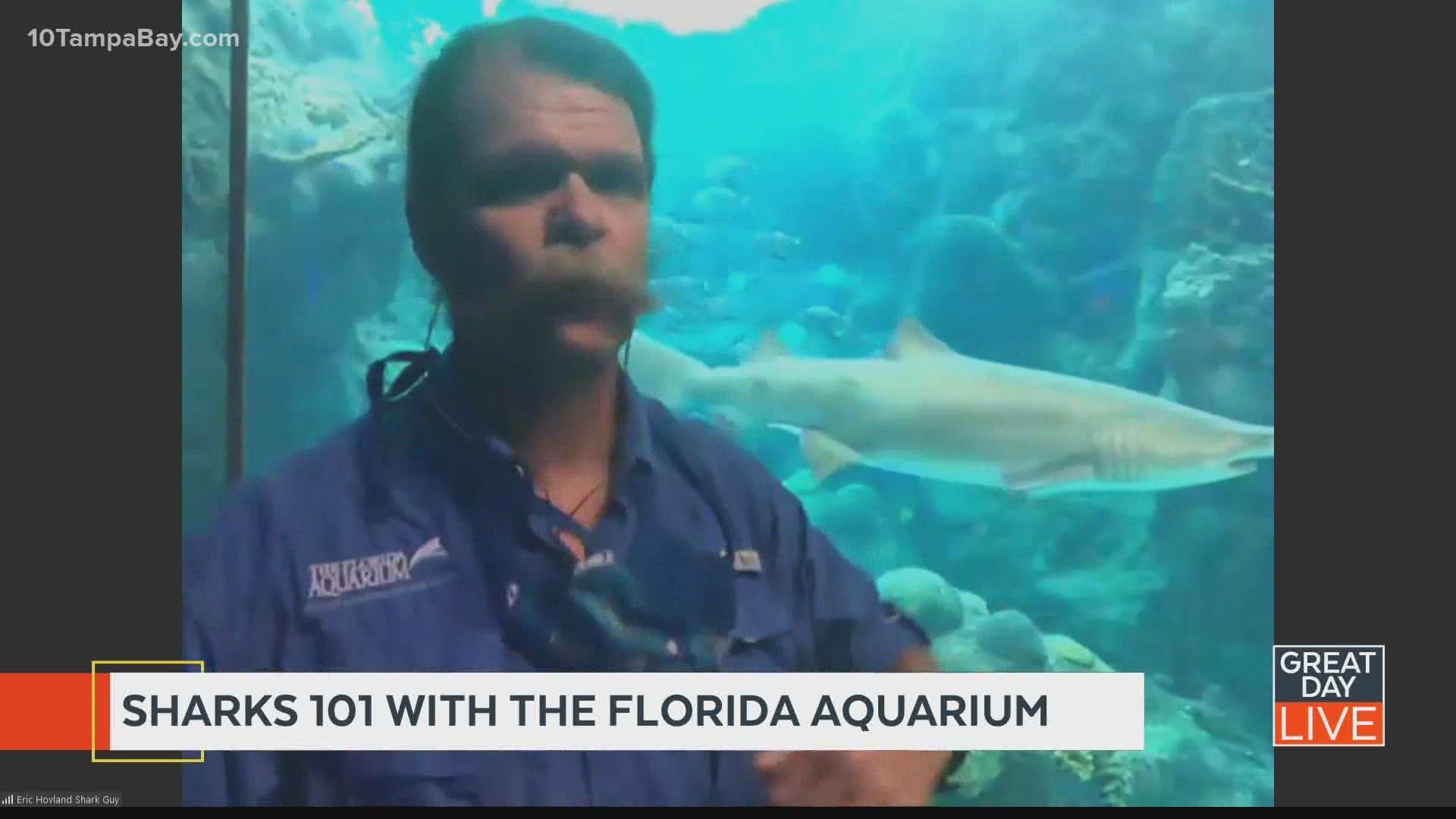 Sharks 101 with the Florida Aquarium