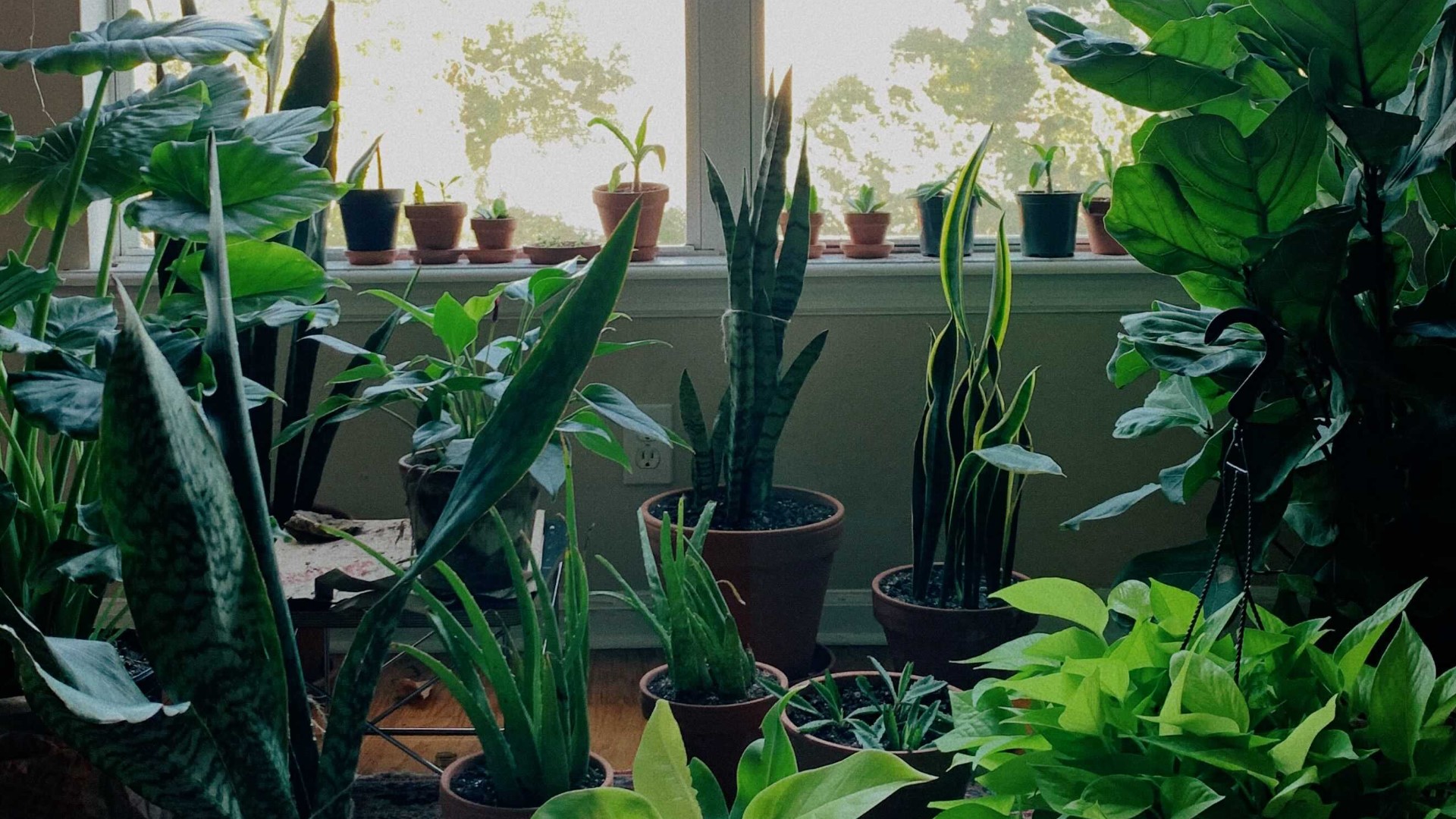 If you were one of the many people who became a plant parent during the pandemic, you’re not alone.