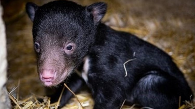 Sloth bear cub born at Cleveland Zoo