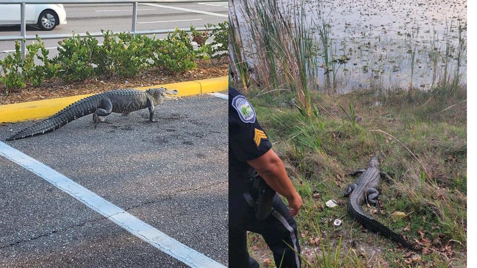 Alligator caught roaming around Florida Publix parking lot | wtsp.com