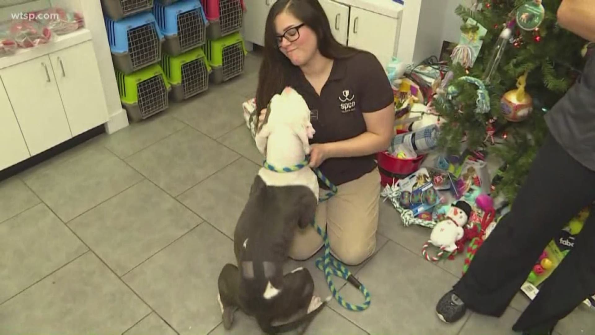 The animals at SPCA Tampa Bay don't have loving homes to go to, but thanks for the Fa-la-la-la Foster program, they'll have temporary families for Christmas Eve and