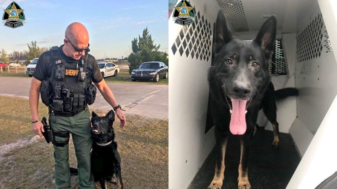 Florida police dog killed by lightning strike