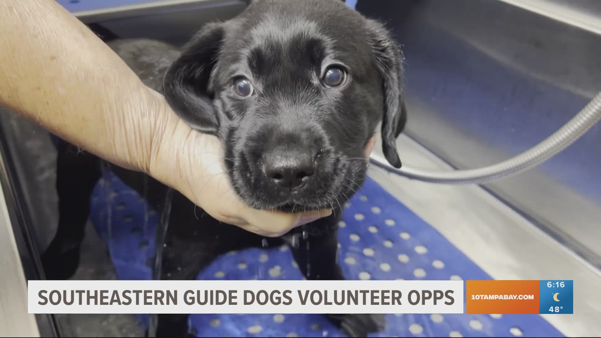 There are a variety of ways that you can work with puppies while volunteering for their organization.