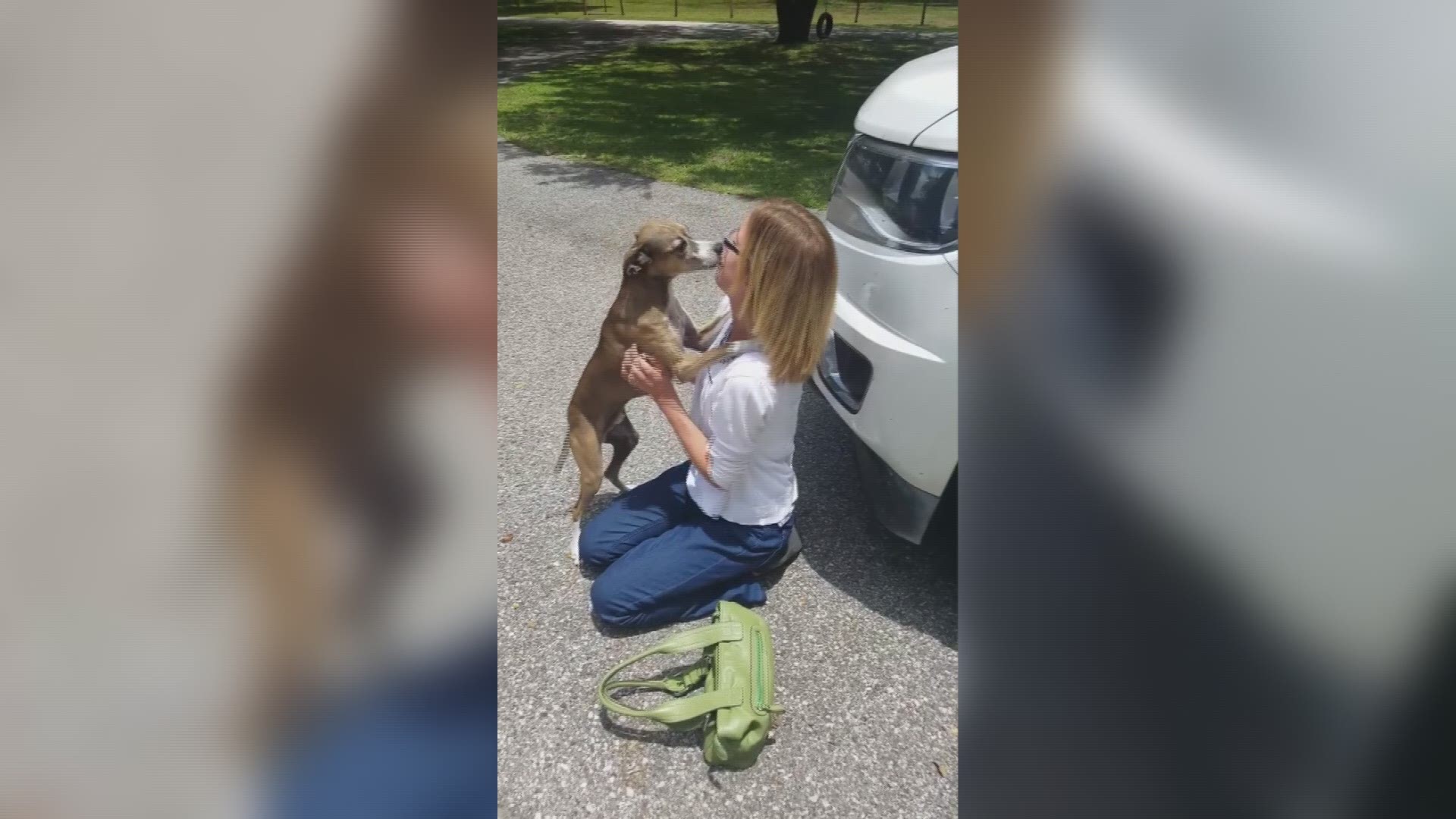 Wherever Otis has been, he's probably just happy to be home right now.

The 8-year-old Italian Greyhound mix was reunited with his family Monday after being missing for almost two weeks. Otis' family left their Bradenton home for vacation during the Fourth of July and while he was being pet sitted, loud fireworks sent him running away in fear.