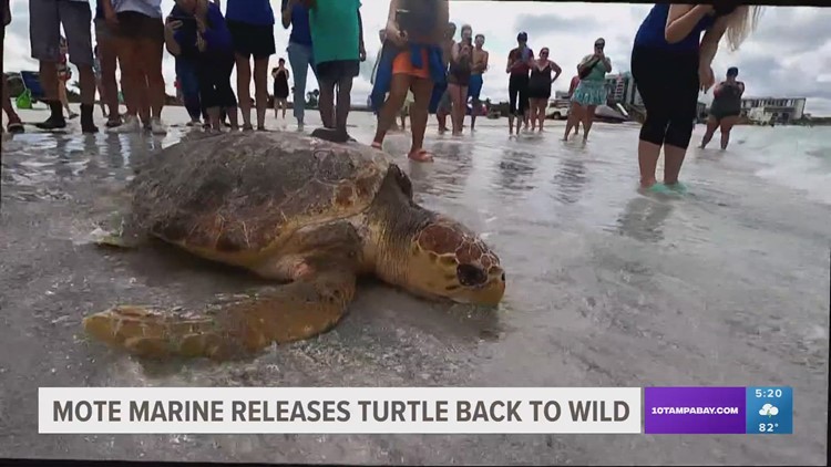 Mote releases sea turtle with tracking tag to improve conservation efforts