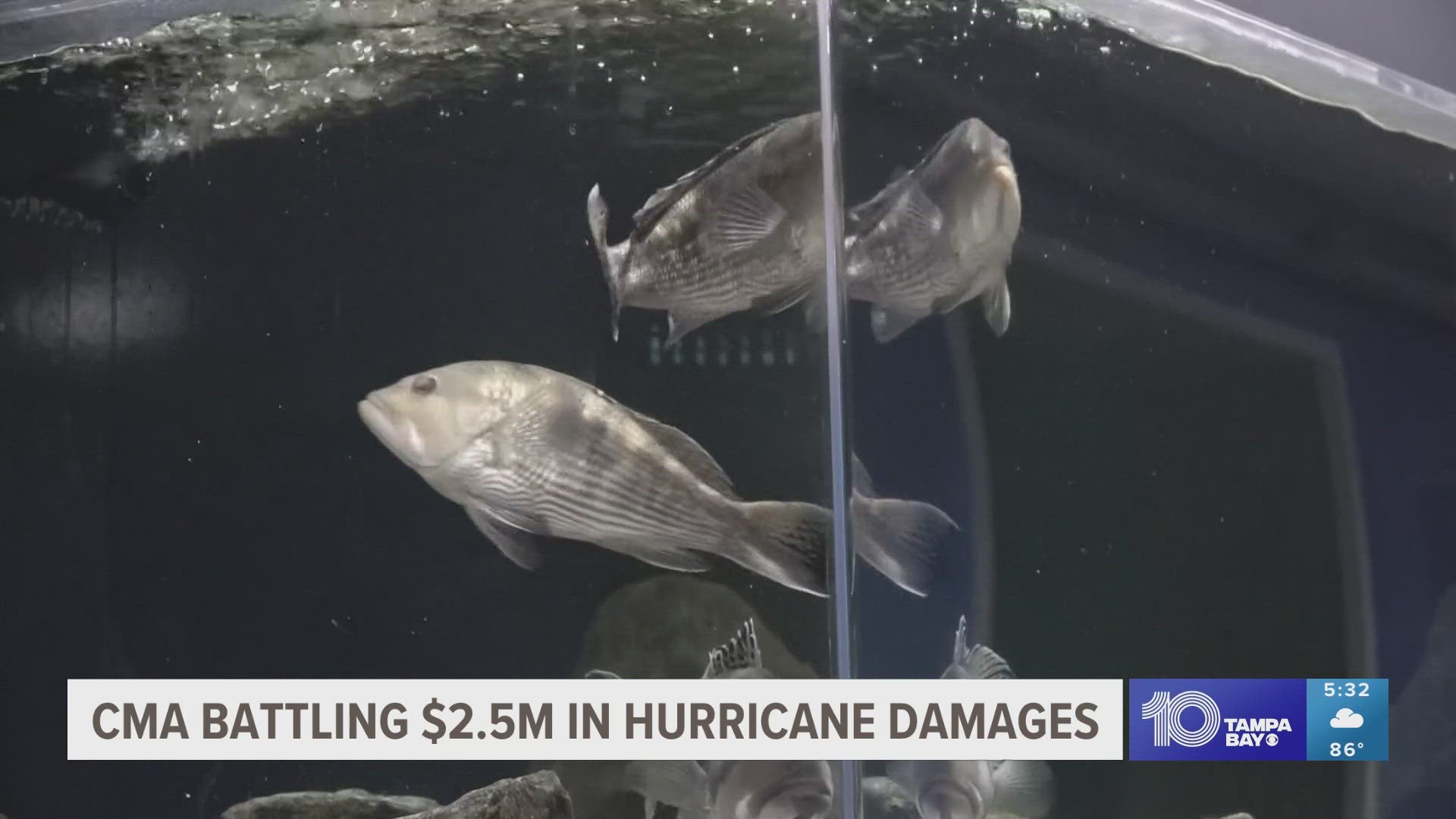 Clearwater Marine Aquarium said it won't be able to bring back the manatees and sea turtles it had been rehabilitating until several costly repairs are complete.