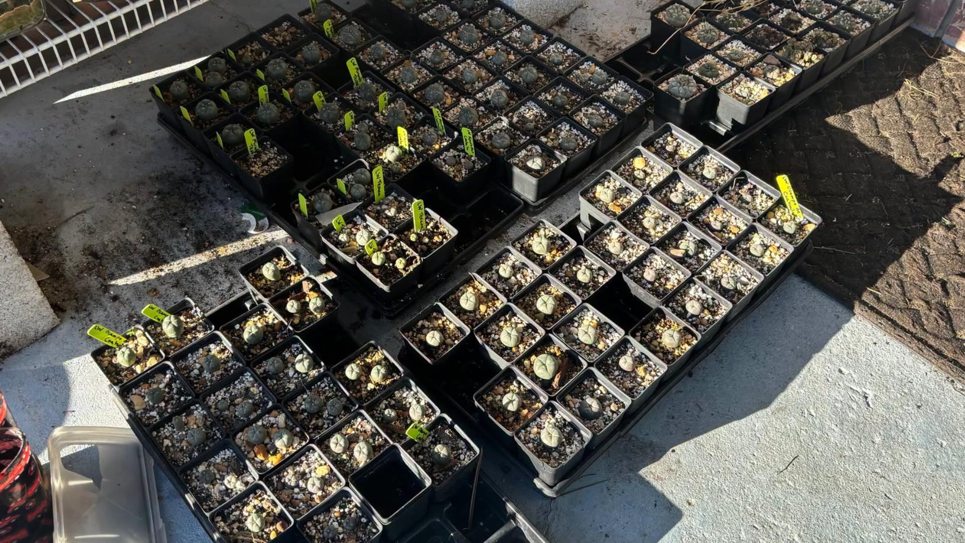 Riverview man accused of selling psychedelic mushrooms, cacti on Facebook Marketplace