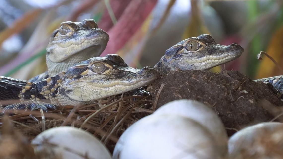 Florida deputies: 14-year-old arrested for kicking, swinging baby alligator