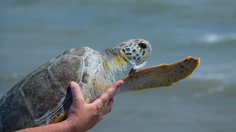 Clearwater Marine Aquarium releases 5 sea turtles after successful rehab