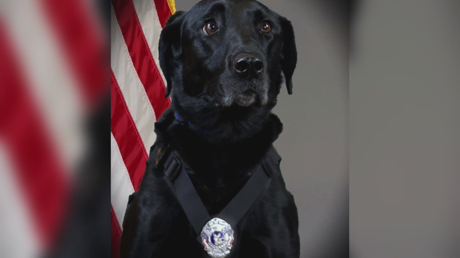 K9 Blue is retiring from the police department after joining in January 2019.