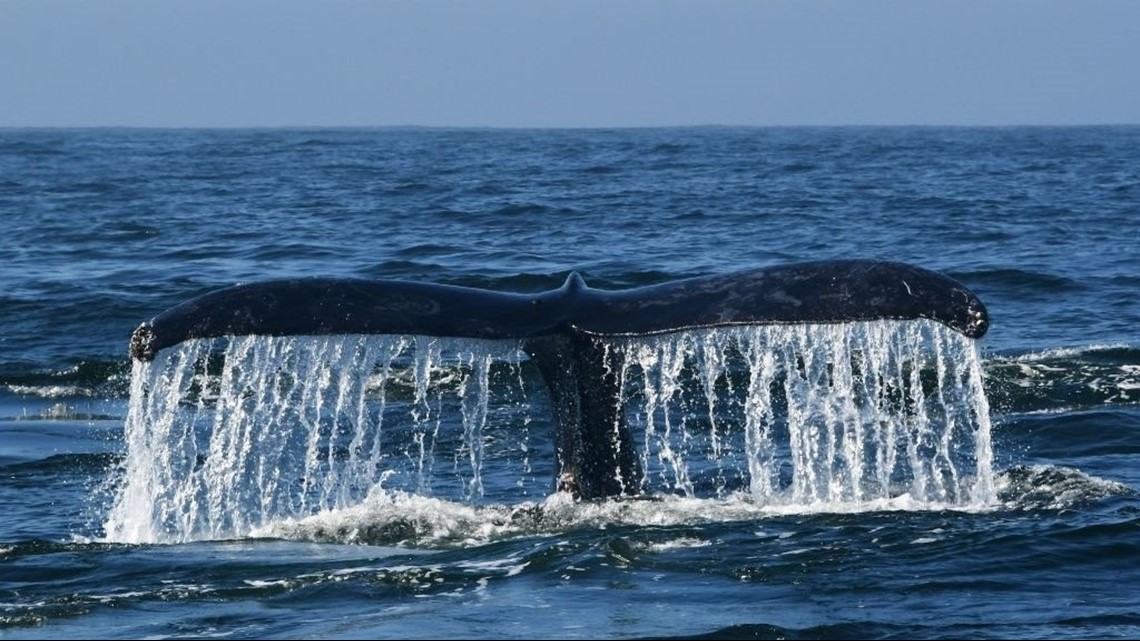 Uptick in rare whale sightings off Florida coast | wtsp.com