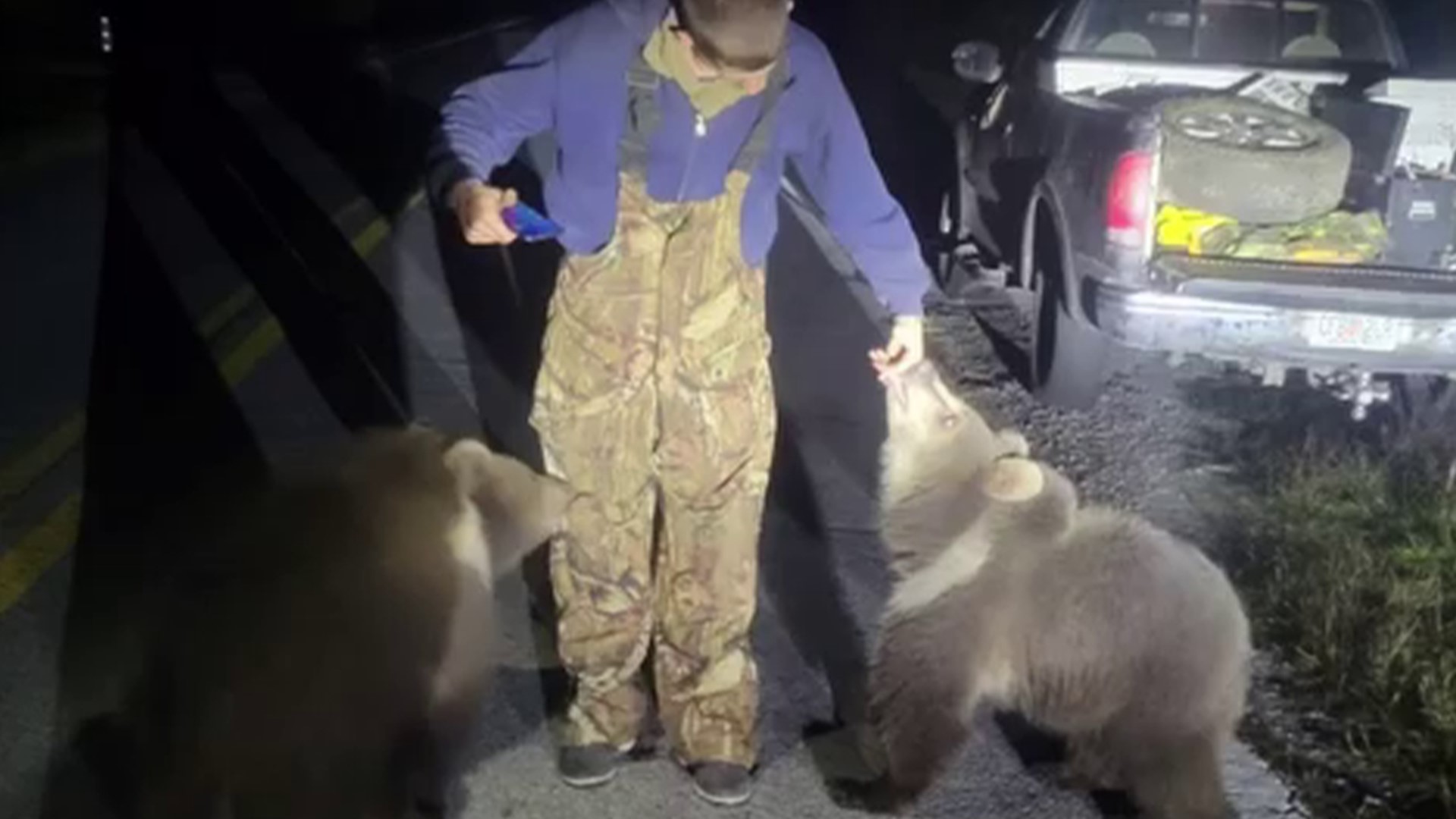 Body camera footage shows a deputy arriving on scene where a man driving by at around 3:30 in the morning was waiting along with two bear cubs.