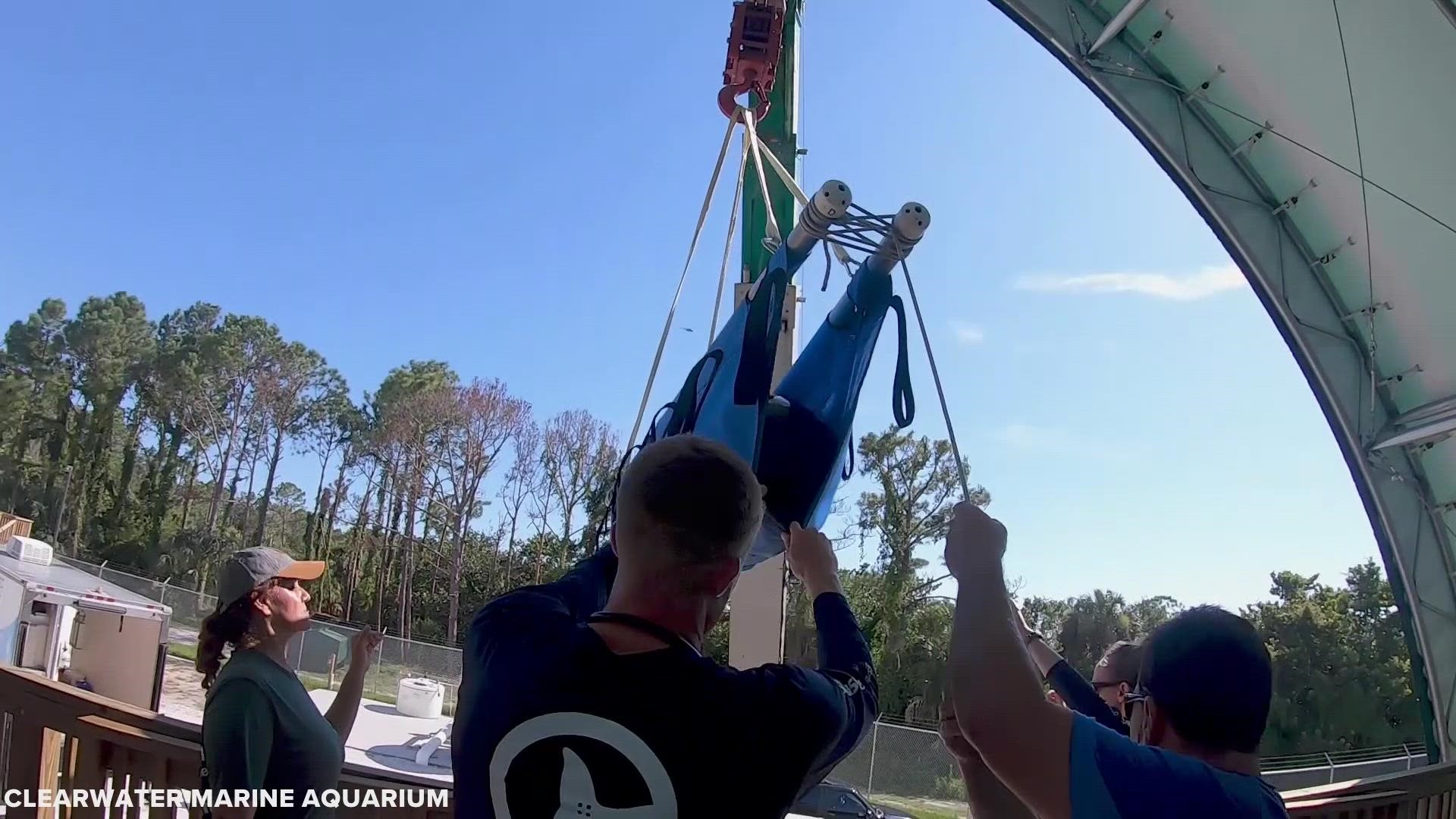 Clearwater Marine Aquarium rehabbed rescued pilot whales in 2019 at its Marine Mammal Rehabilitation Facility.