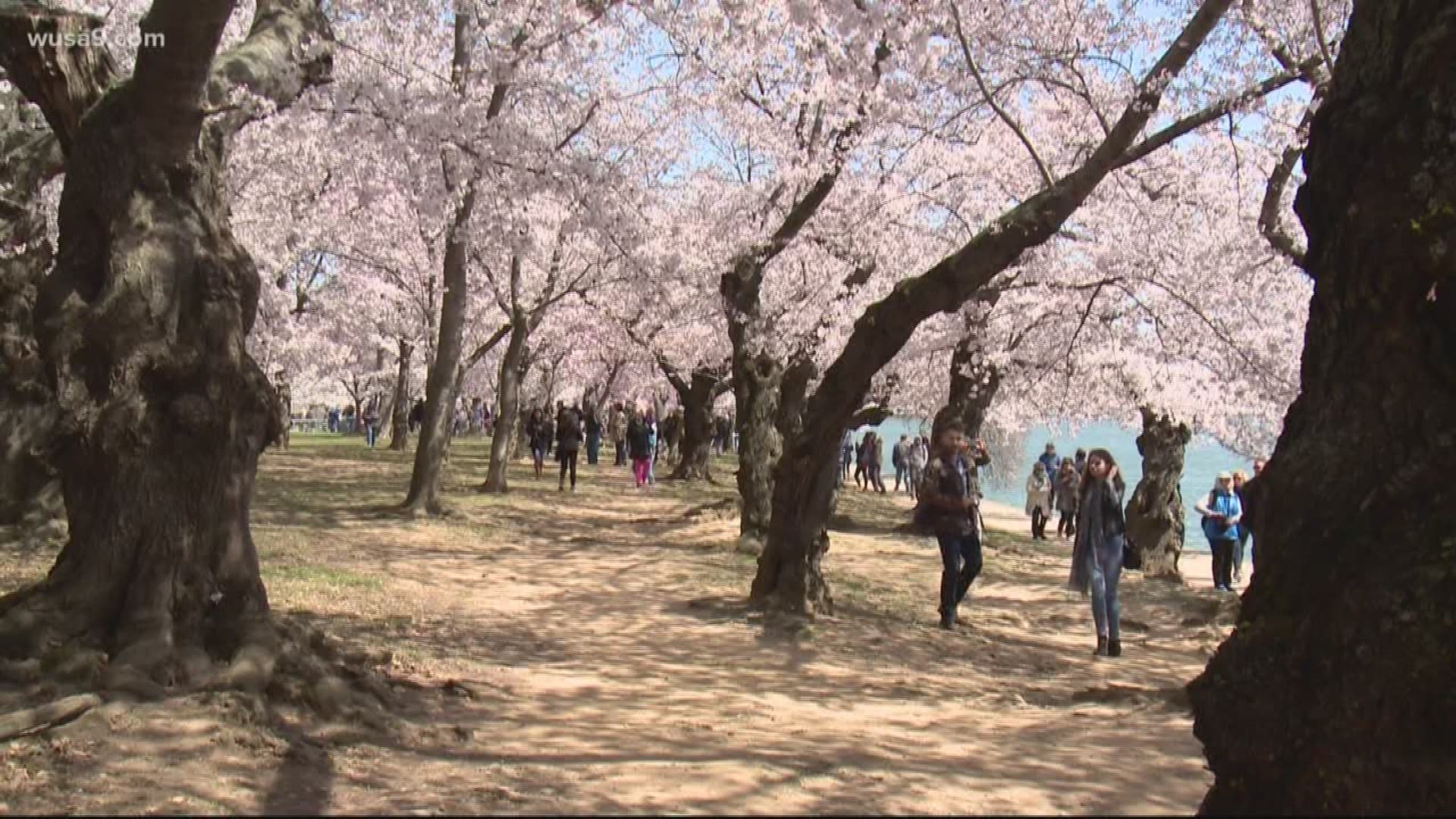 The National Cherry Blossom Festival posted changes to the schedule following a state of emergency being declared for D.C.