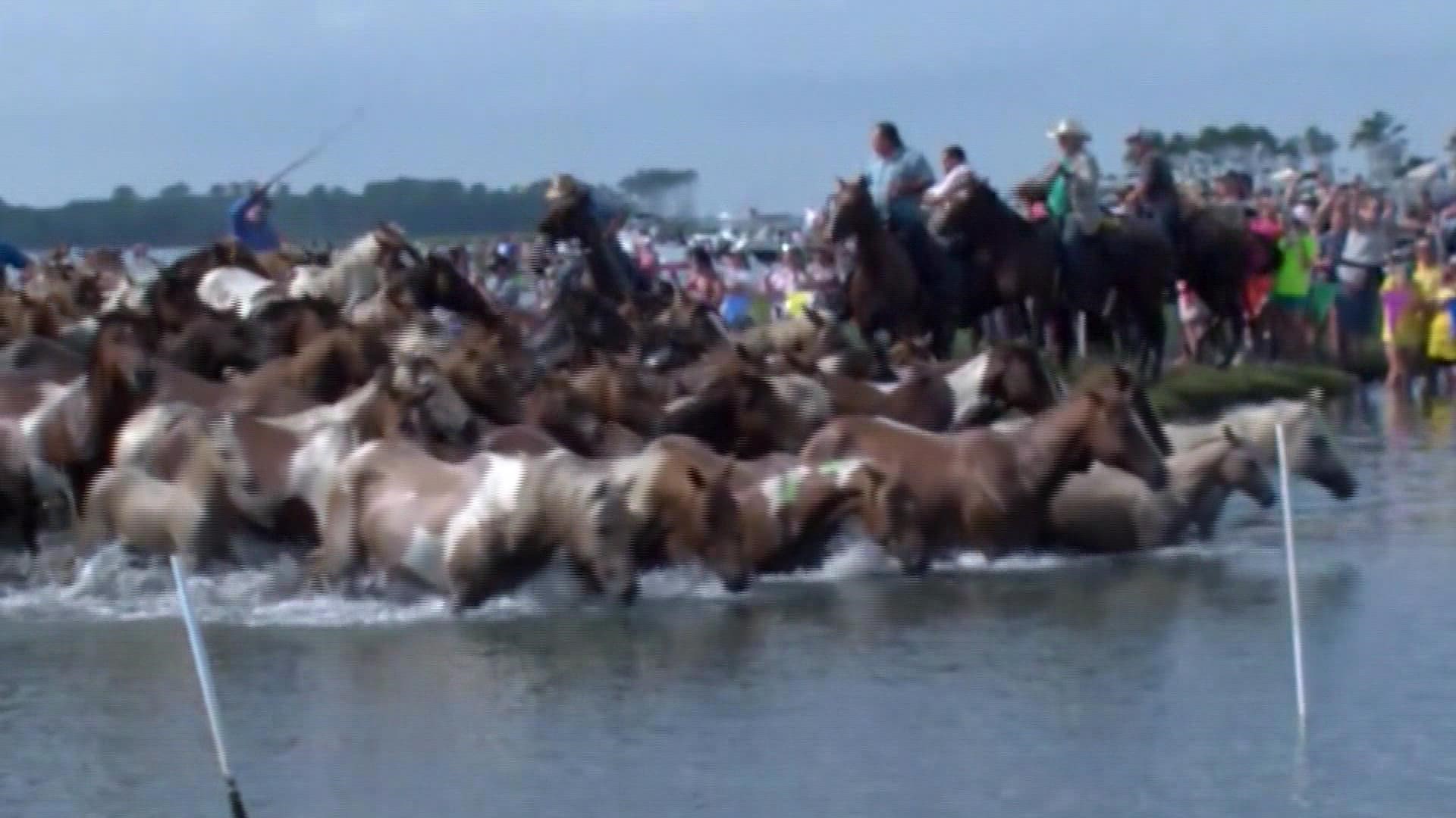The herd makes its annual crossing from Assateague Island.
