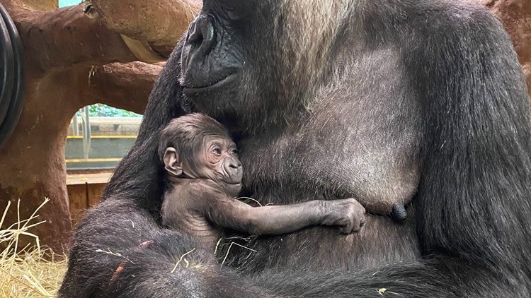 Adorable gorilla born at Smithsonian National Zoo