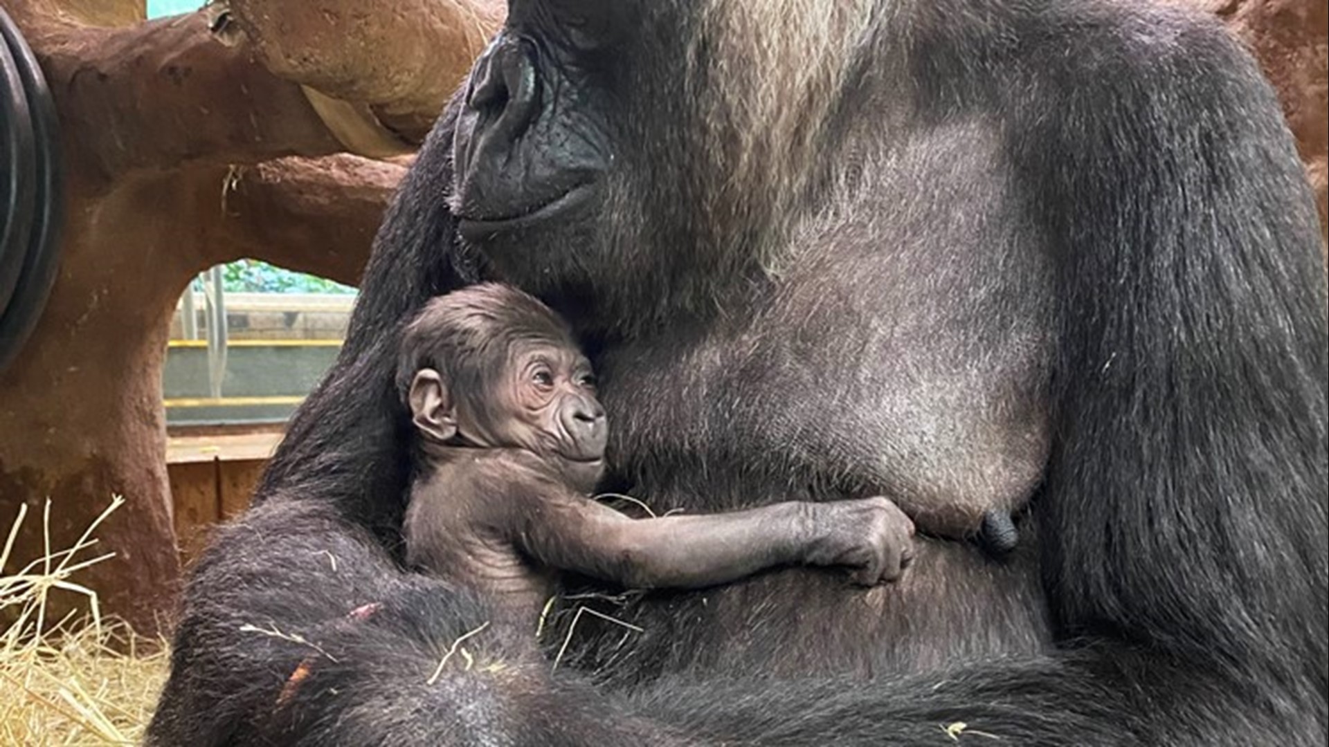 Zoo staff at the Smithsonian National Zoo and Conservation Biology Institute are celebrating the birth of a western lowland gorilla.