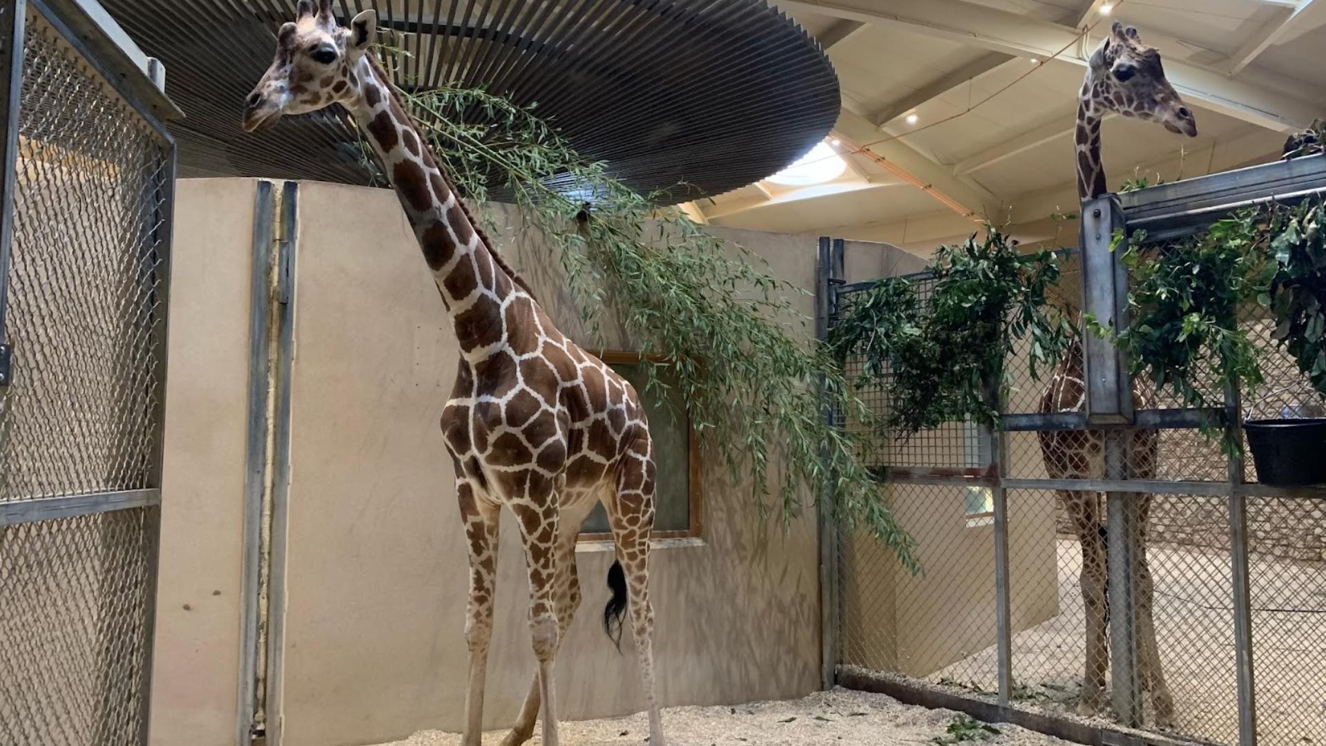 You could help name a giraffe at the Maryland Zoo | wtsp.com