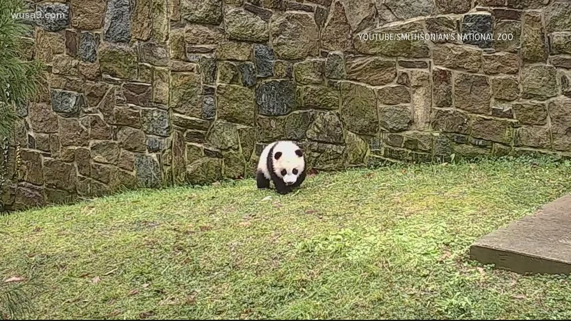 Giant panda cam National Zoo snow, outdoor habitat Smithsonian - Vimarsana News