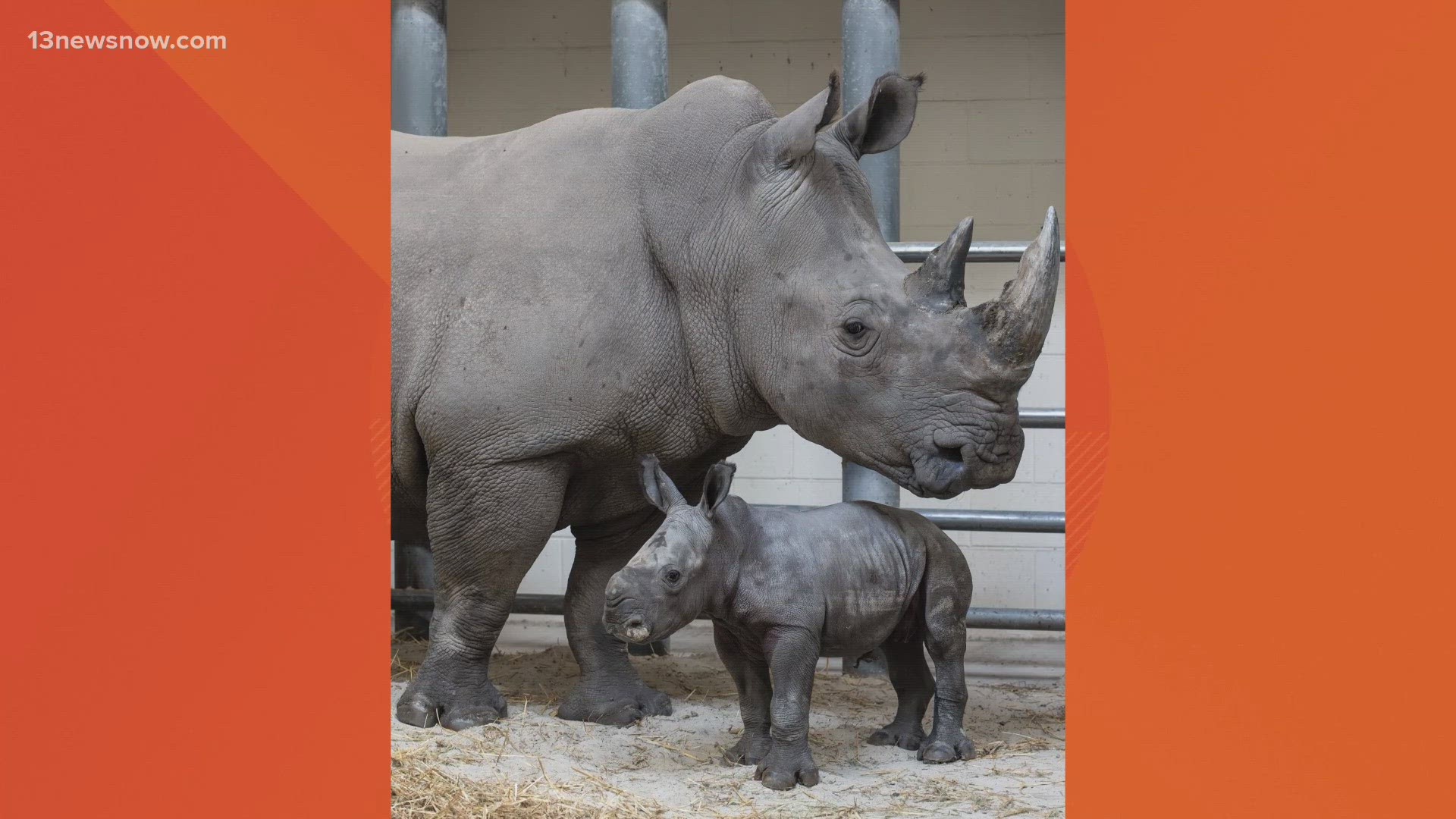 The new calf will be named at a later date. She and her brother, "Mosi," have genetics that are considered rare because of their parents' origin.