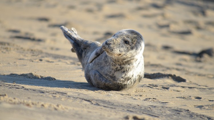 WATCH: Outer Banks photographer spots grey seal pup playing in the sand