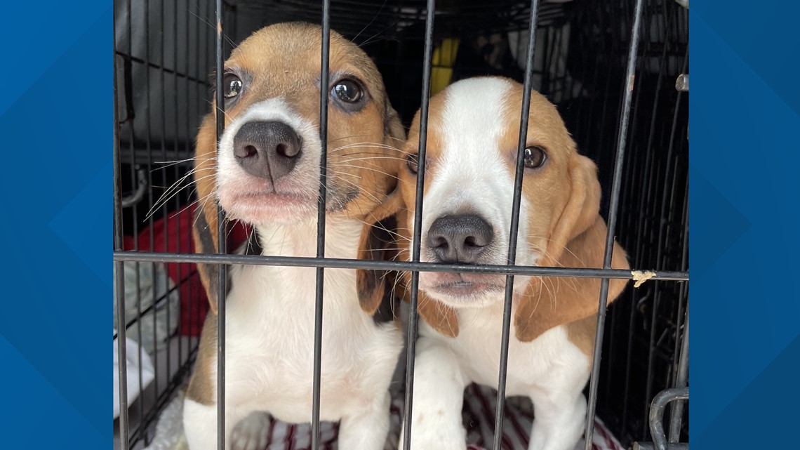 Rescued beagles up for adoption at Virginia Beach SPCA