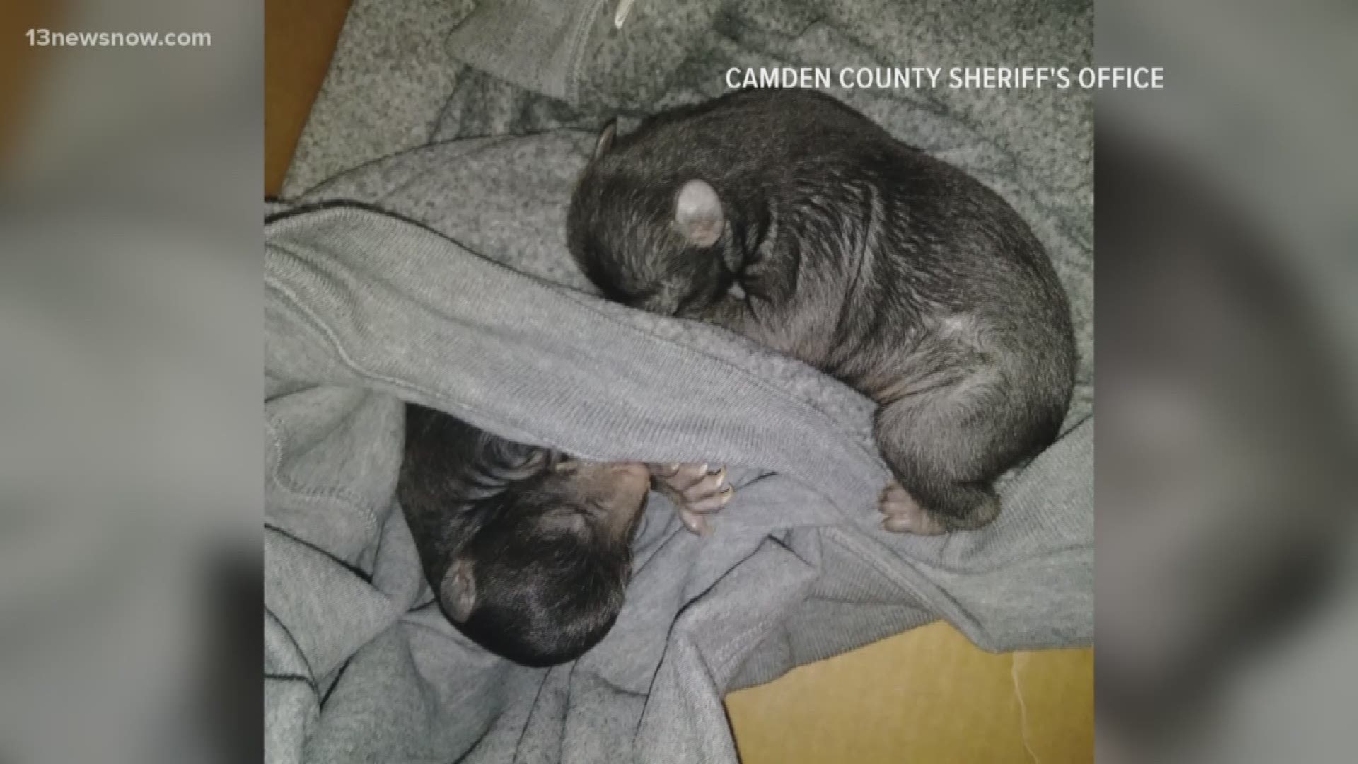 A man in Camden County, North Carolina thought someone dropped off puppies in his front yard... but it turned out to be a box of bear cubs!
