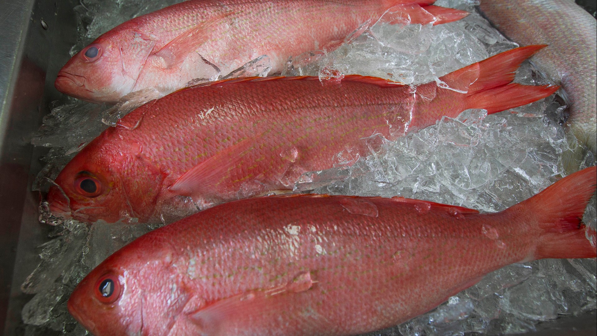 When can I fish for Gulf red snapper in Florida?