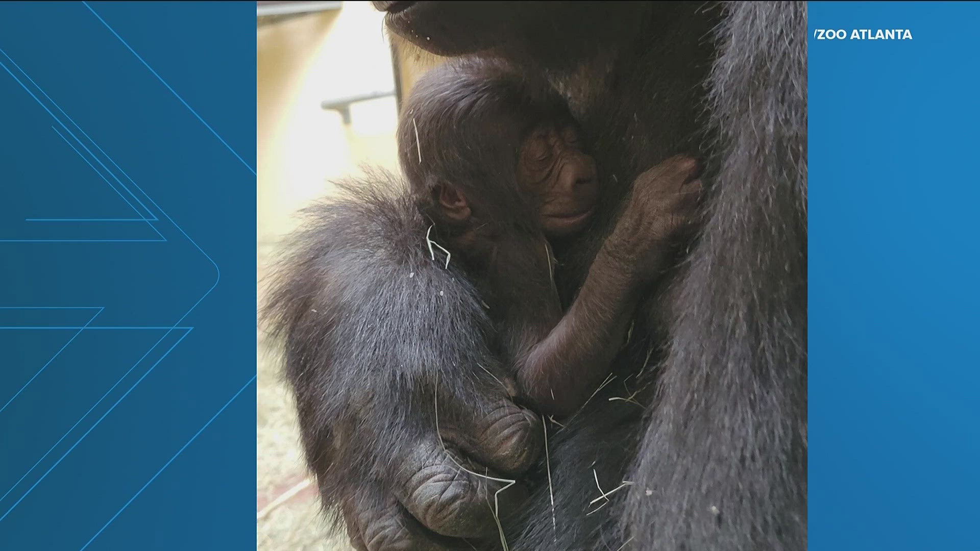 Kambera, a 25-year-old gorilla, gave birth to her baby on Nov. 13. She was the 26th gorilla born at the zoo. 