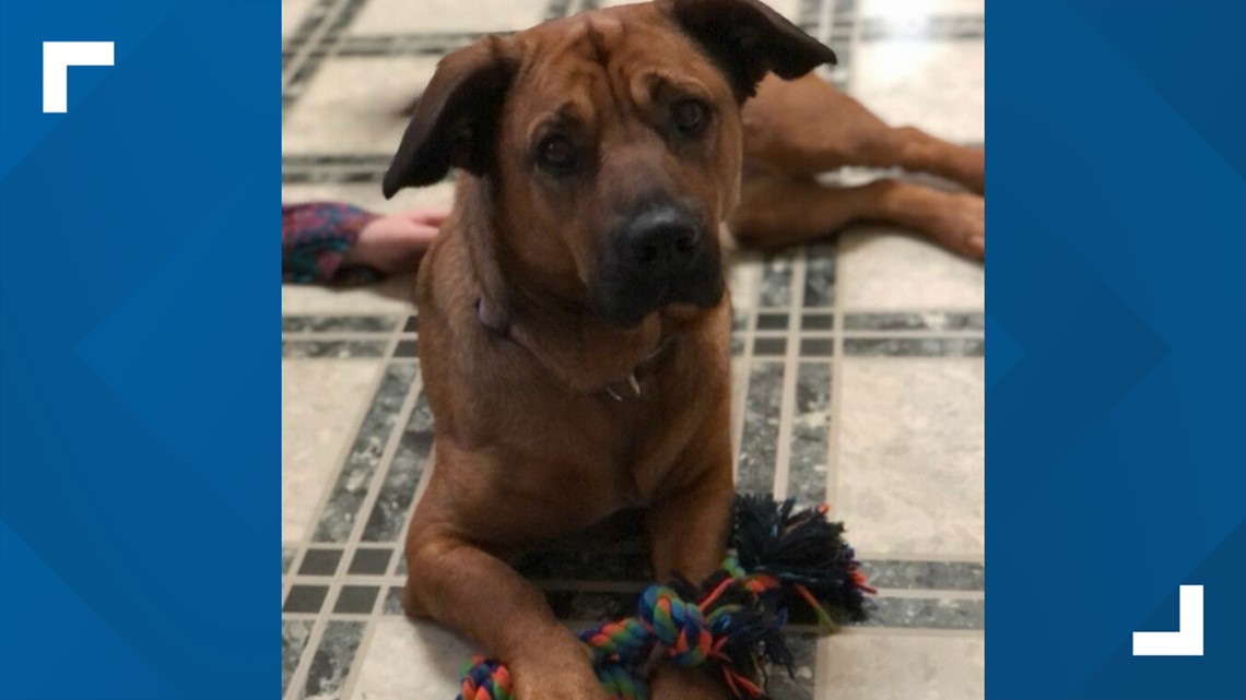 Dog found safe after trucker shot while driving in Georgia - Vimarsana News