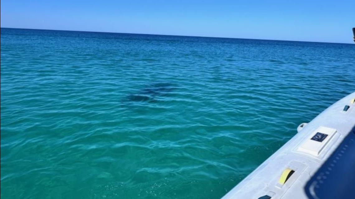 Shark attacks in Florida Hammerhead spotted off coast day after