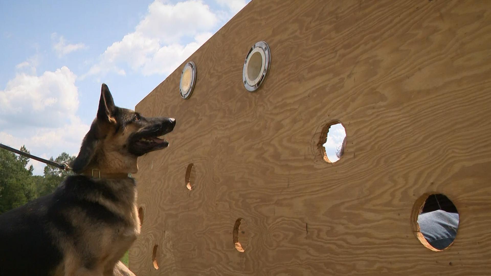 After being left by their owners, these dogs could have been euthanized. Instead, Hurricane Creek K9 is working to train them into K9s.