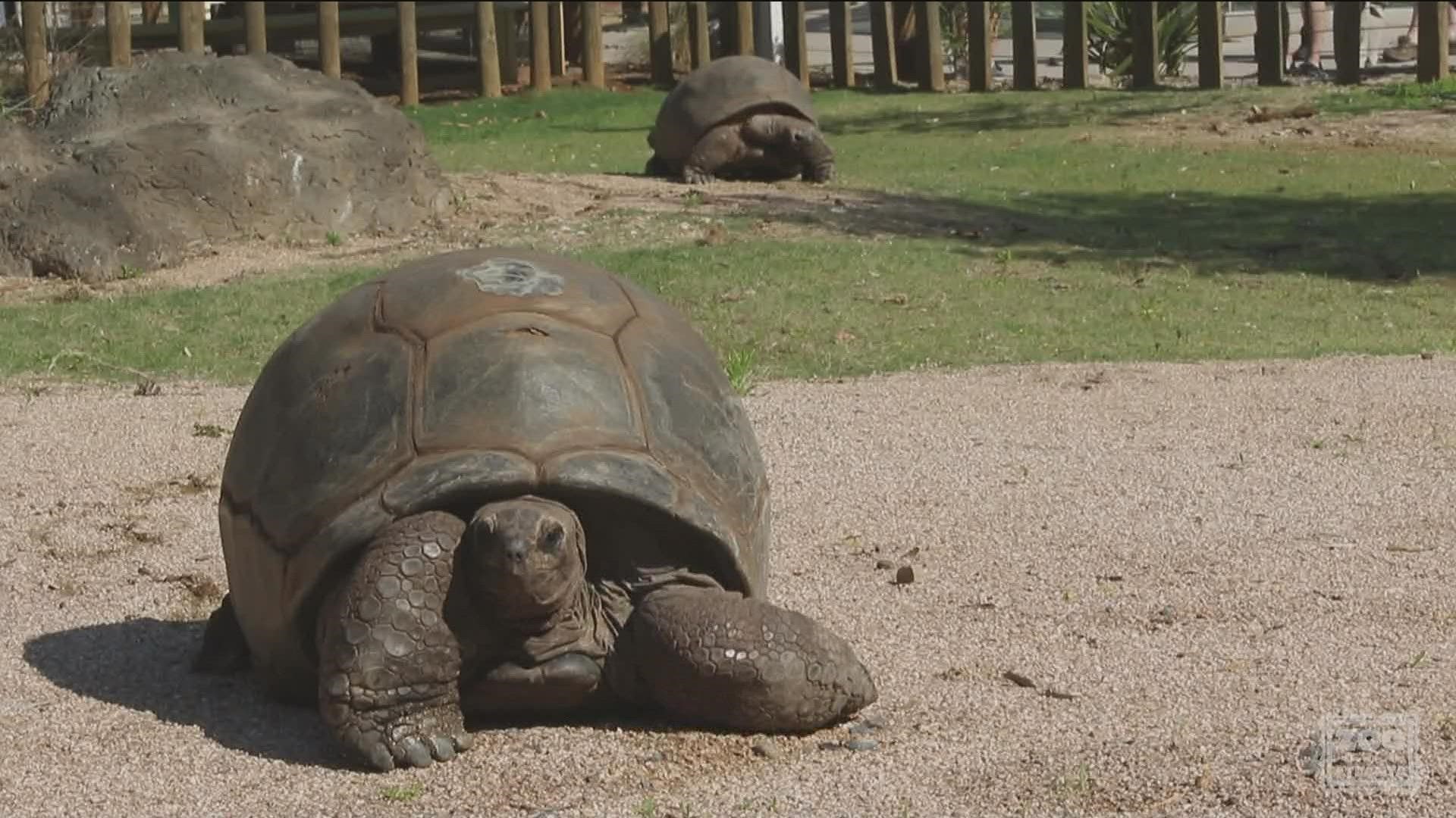 The giant tortoise was estimated to have been in her 70s to 80s at the time of her passing.