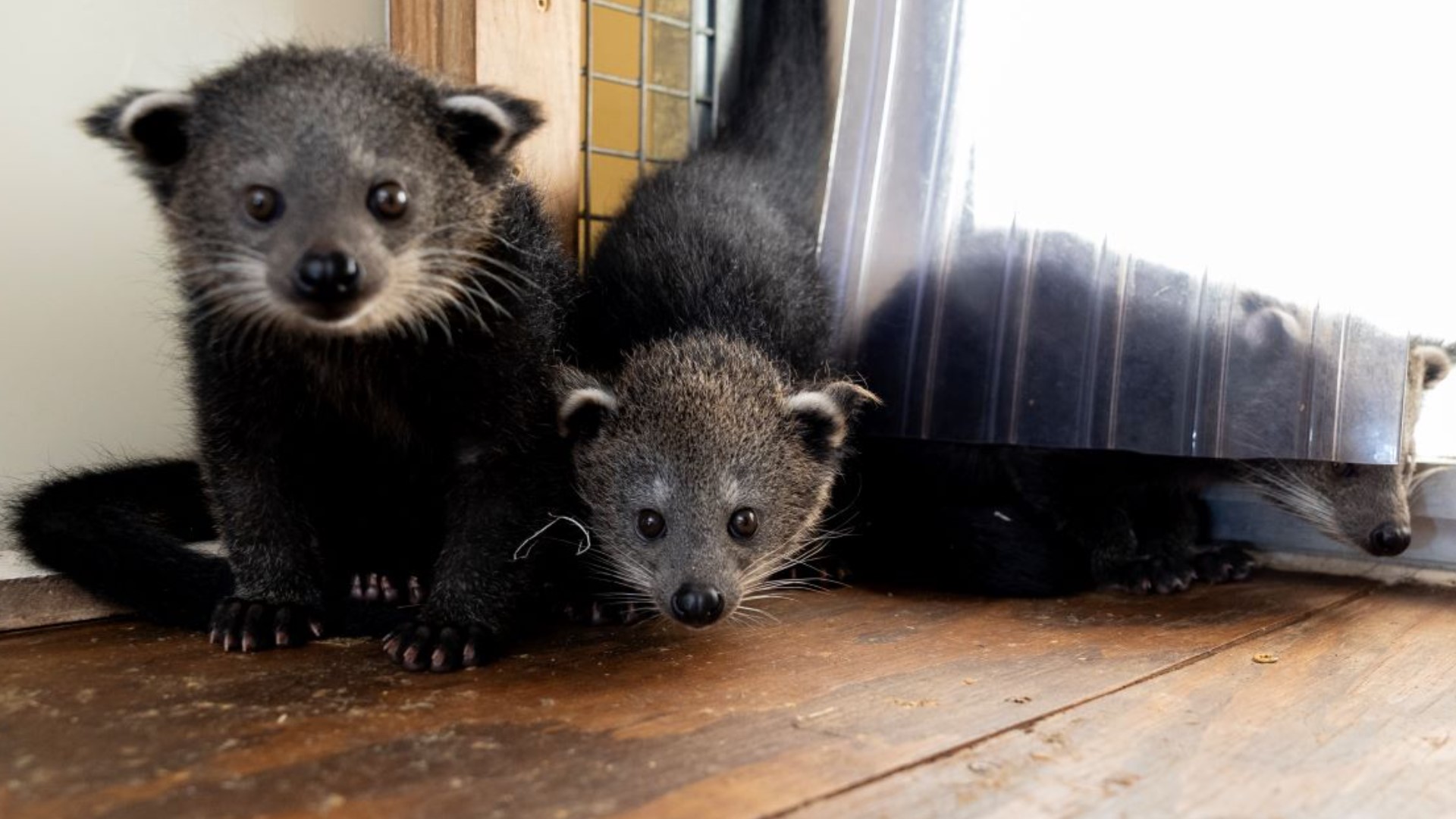 Zookeepers need help looking for names for two of three bearcats that were born.