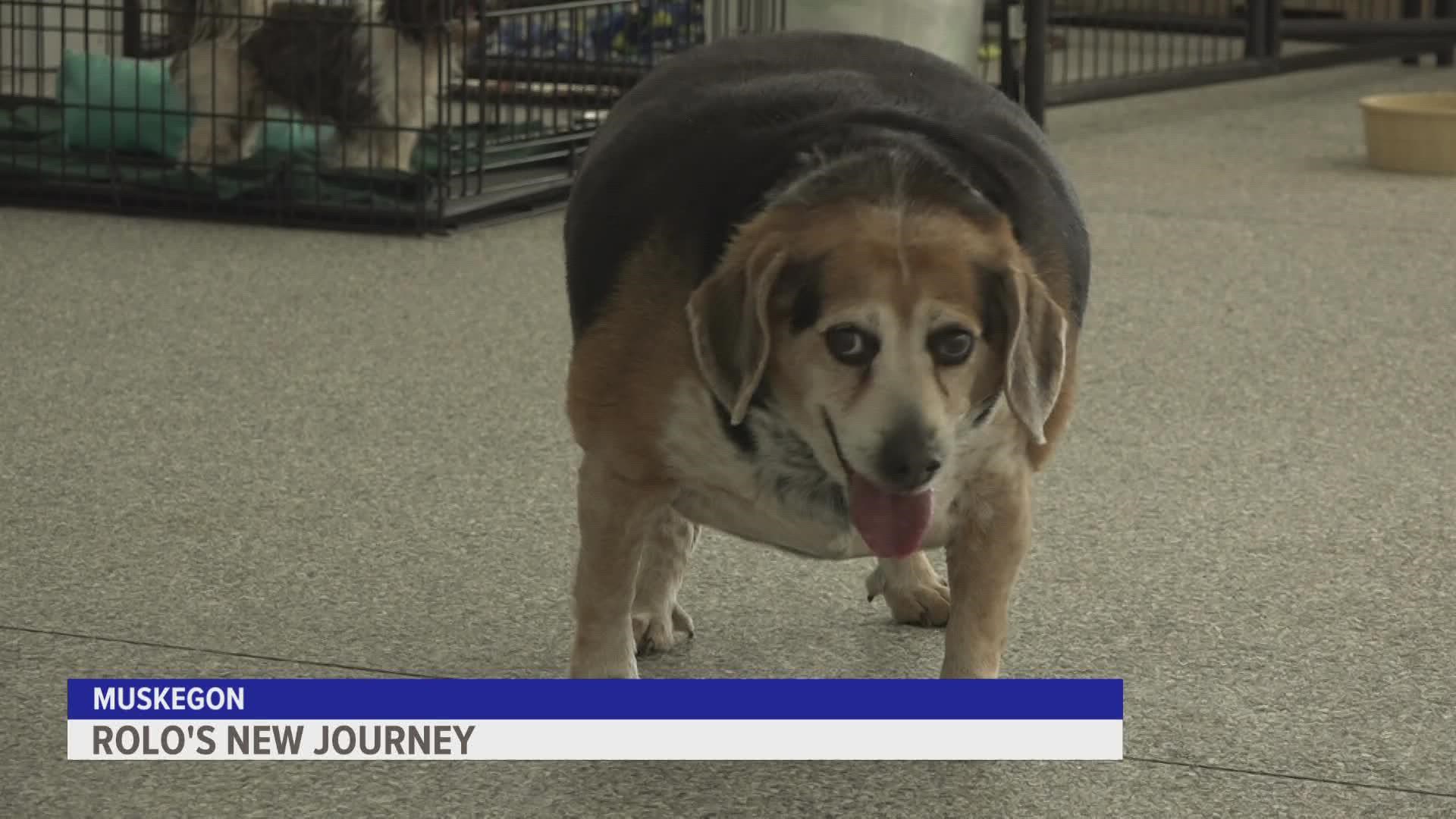 Rolo came to Pound Buddies Animal Shelter last week after his owner had a medical emergency, where team members found out Rolo needed help, too.