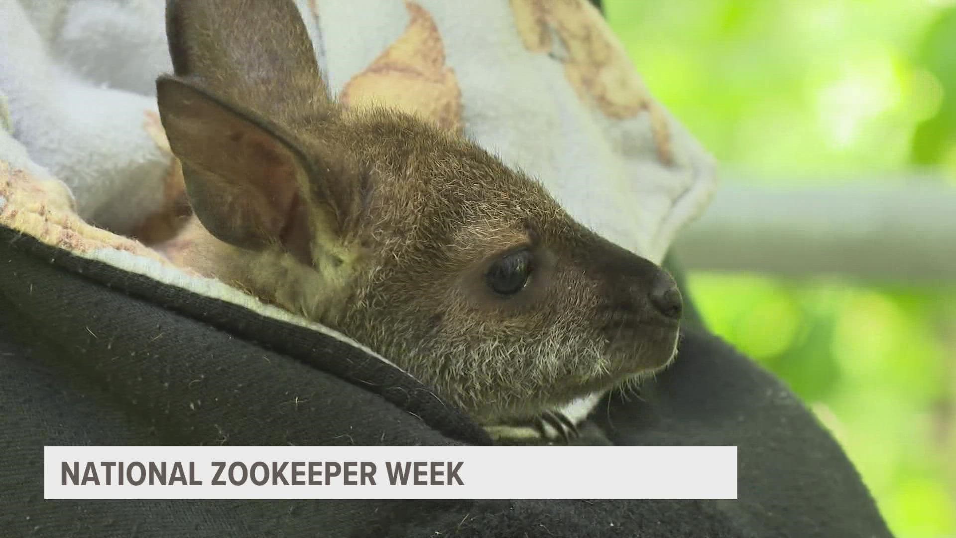 Zookeepers put in a lot of effort to ensure that animals in their zoo have the best possible care and you can celebrate them this week by heading to a nearby zoo.