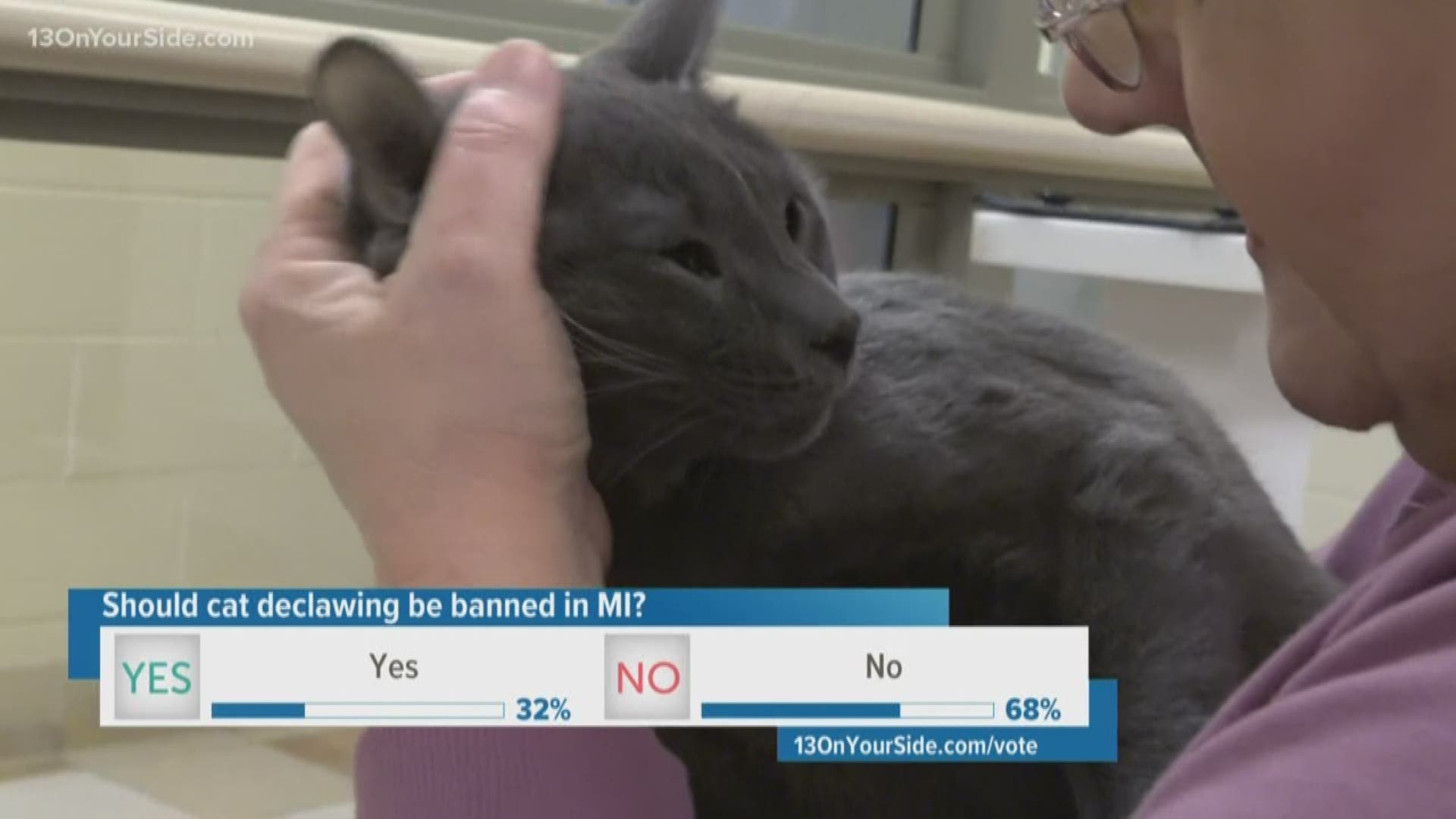 If passed, declawing cats could result in $1,000 fine.