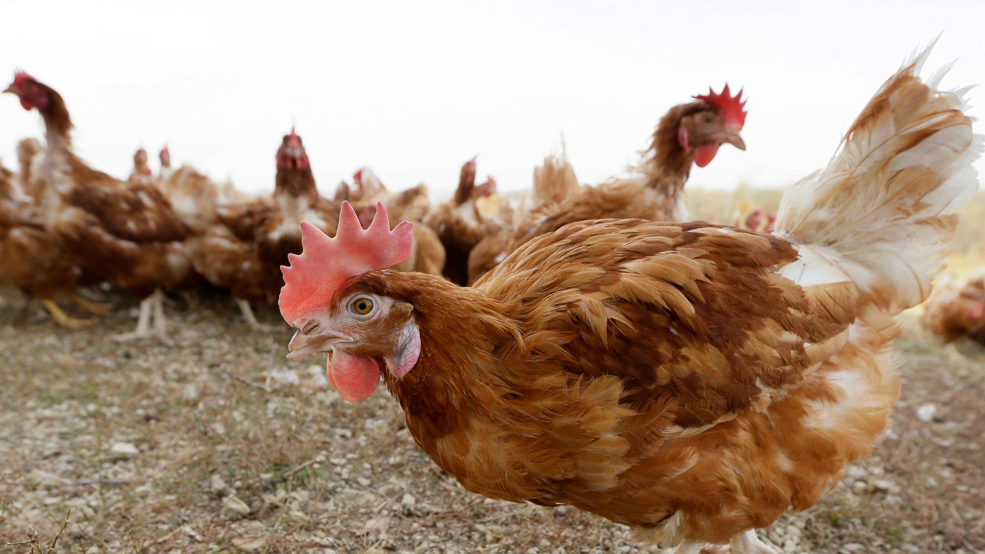 Florida woman sues Lee County over emotional support chickens